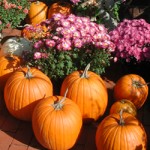 Pumpkins and Lavender Yellow Mums