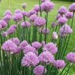 chive flowers