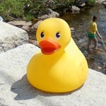Chuck the Yellow Duck
