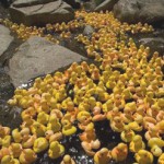 Wildquack Duck Race