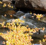 ducksracingsquare