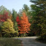 Fall trees and winding road
