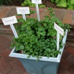 Pot of Mints