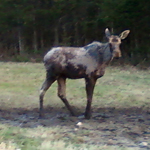 Moose in Crawford Notch