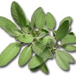 sage