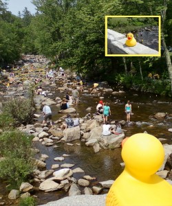 Chuck the Duck Cheers on the Duckies at the Wildquack Race