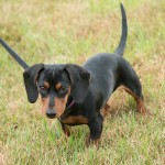 Miniature Dachshund in grass