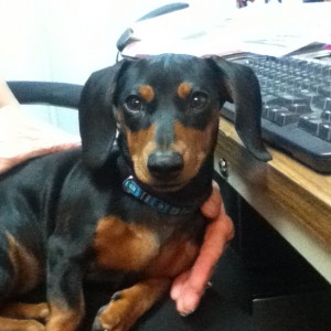 Dachshund puppy at computer keyboard