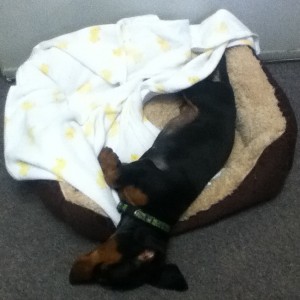 dachshund puppy in blanket