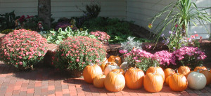 Pumpkins & fall flowers on brick patio in front of garden