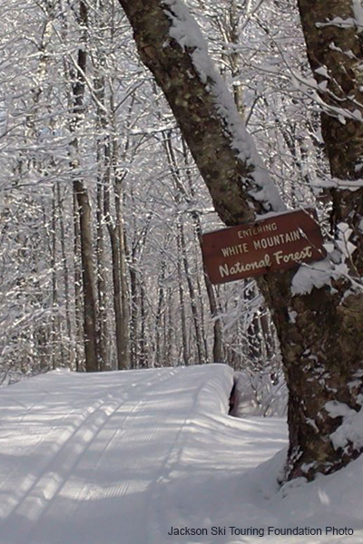 Tree with sign along snowy XC trail