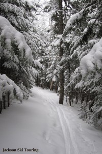 Jackson NH XC ski trail with snow covered trees