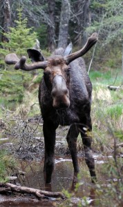 Moose in White Mountains