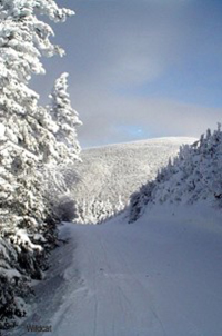 Wildcat Mountain ski trail with snow covered trees