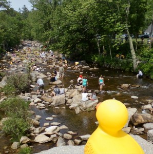 Wildquack Duck Race