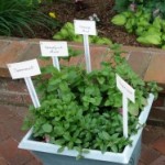 Four mint plants in pot