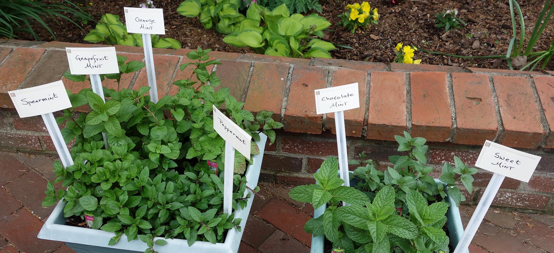 pots of mint on brick patio