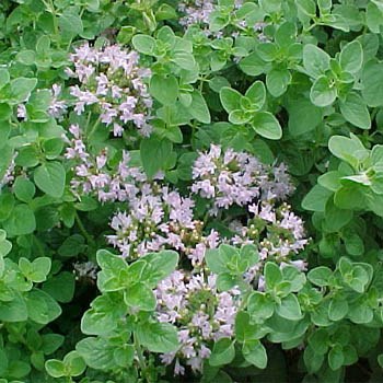 Picture of Oregano from Google images